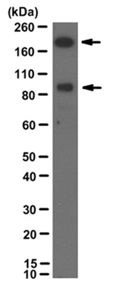 MilliporeSigma anti-PTPRT Clone: 1F7, 100&mu;g, Unlabeled:Antibodies, Monoclonal